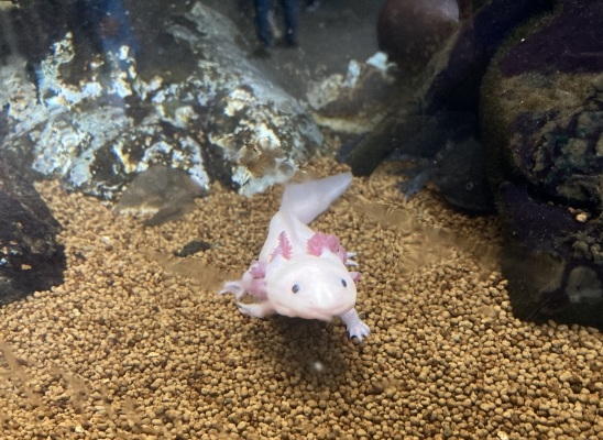 ウーパールーパー